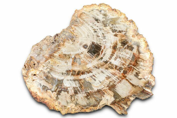 Beautiful Petrified Wood (Araucaria) Slab - Madagascar #361461